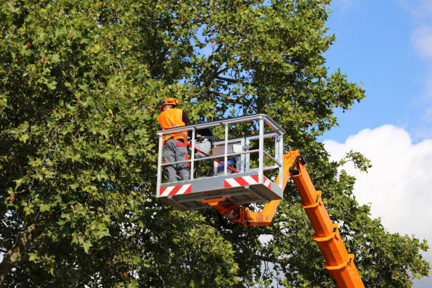 Landscape Design and Installation in Lincoln, ND