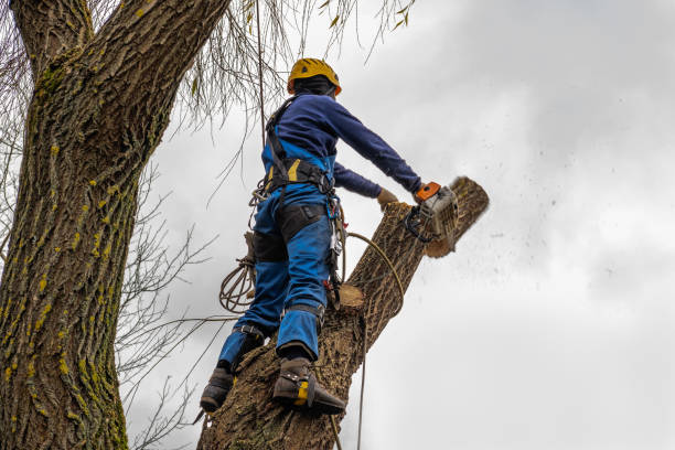 Best Commercial Tree Services  in Lincoln, ND