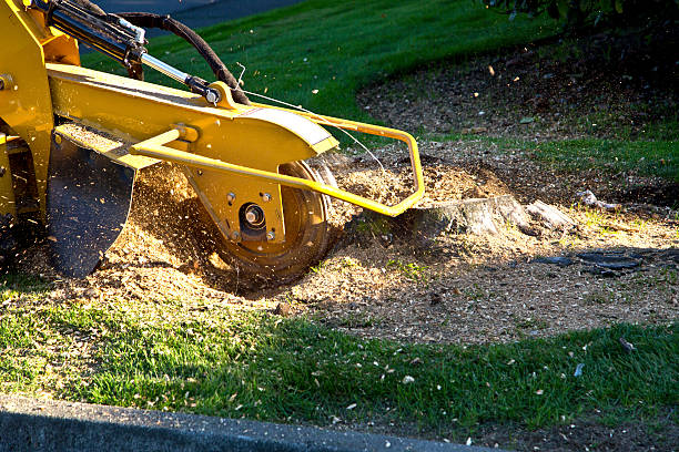 Best Aeration Services  in Lincoln, ND