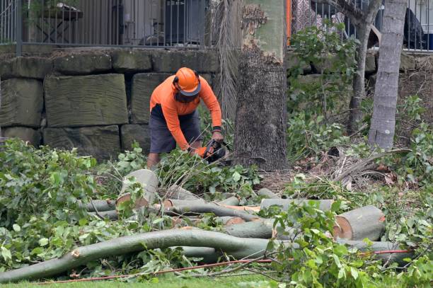 Lincoln, ND Tree Care Services Company